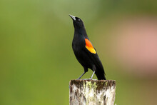 Red-winged Blackbird (Agelaius Phoeniceus) Is A Passerine Bird Of The Family Icteridae Found In Most Of North America And Much Of Central America.