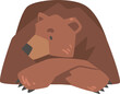 Lying Brown Bear as Large Wild Terrestrial Carnivore Mammal with Thick Fur