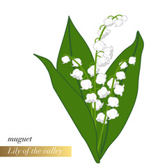 Illustration florale simple en gros plan d’un bouquet de brins de muguet, fleur symbolique vendue en France pour le premier mai.