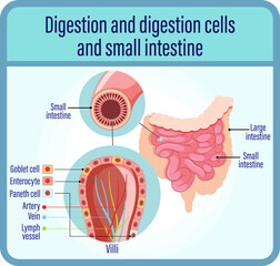 Wall Mural - Digestion anddigestion cells and small intestine