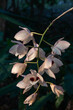 Closeup view of beautiful epiphytic orchid species dendrobium pulchellum aka charming dendrobium white and purple flowers in sunlight on dark natural background