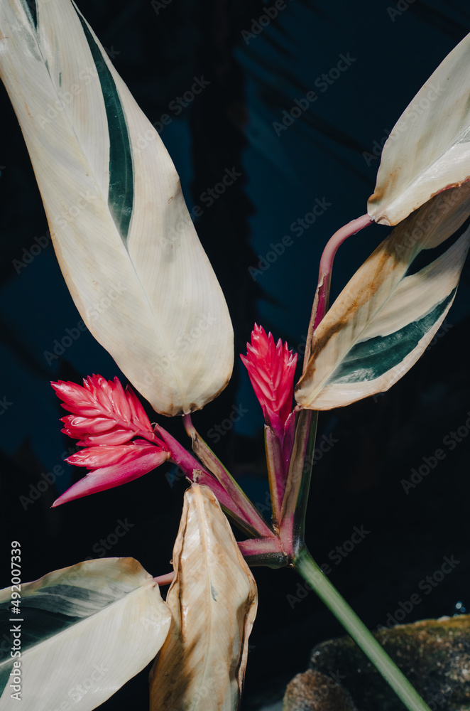dracaena lind Buy Dracaena Janet Lind vertakt Online in Europe
