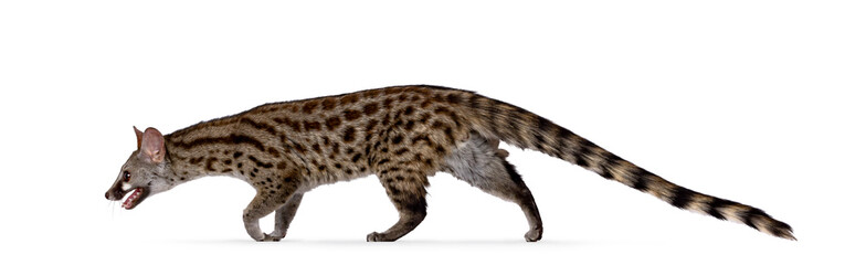 Poster - Arabian small spotted genet aka Genetta genetta, walking from right to left. Looking straight ahead away from camera. Isolated on a white background.