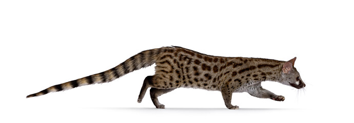 Poster - Side view of Arabian small spotted genet aka Genetta genetta, walking from left to right. Looking in movement direction away from camera. Isolated on a white background.