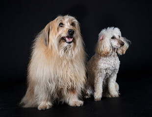 Canvas Print - dogs in studio