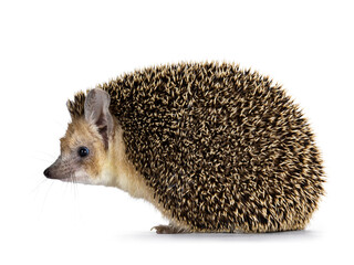 Fototapete - Cute adult Long eared hedgehog aka Hemiechinus auritus, standing side ways. Looking to the side with beady eyes. Isolated on a white background.