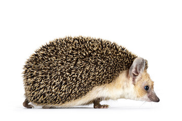 Fototapete - Cute adult Long eared hedgehog aka Hemiechinus auritus, walking side ways. Looking straight ahead away from camera with beady eyes. Isolated on a white background.