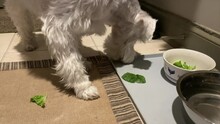 Beautiful Silver Schnauzer Eats Lettuce