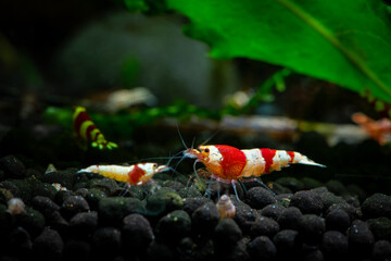 Crystal red shrimp swarm eat aquarium pets hobby nature wild life