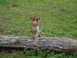 Pawian - małpa gra na fujarce.