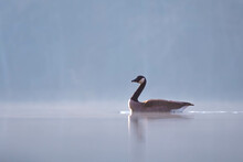 A Serene Setting Upon A Foggy Lake As A Canada Goose Peacefully Drifts By. Lake Benson Park, Garner, North Carolina. Has Plenty Of Copy Space.