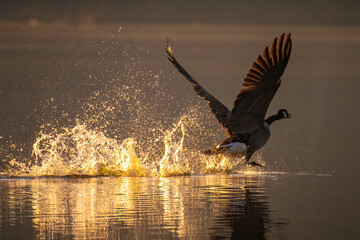 Wall Mural - A Canada Goose takes flight with wings spread from the lake in the early morning light. Lake Benson Park, Garner, North Carolina.