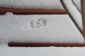 Poster - Cat Paw Track in Snow