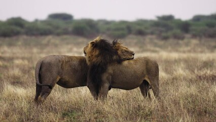 Wall Mural - Two Lions At Central Kalahari Game Reserve Licking And Cleaning Each Other Skin - wide shot