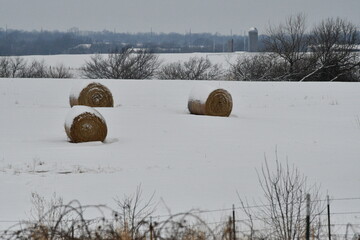 Wall Mural - Hay Bales in a Snowy Farm Field