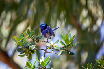 Wall Mural - Splendid Blue Wren Fairy Wrens