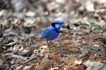 Wall Mural - Splendid Blue Wren Fairy Wrens