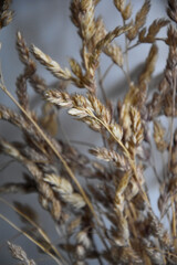  wheat