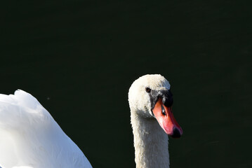 Poster - Schwan im Abendlicht