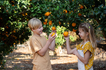 Wall Mural - children harvest.  orange garden.  Orchard