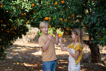 children harvest.  orange garden.  Orchard