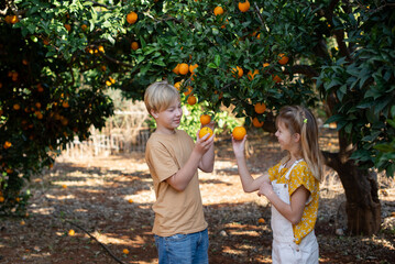 Wall Mural - children harvest.  orange garden.  Orchard