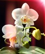 Orchideenblüten