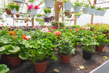 Fotomurales - Potted Pelargonium flowers are in a greenhouse