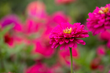 Fotomurales - Vibrant pink garden flowers close up photo