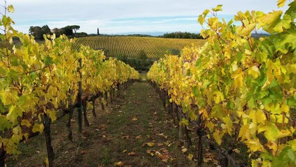 Wall Mural - Beautiful vineyards in the heart of Chianti Classico, between Florence and Siena turn yellow in autumn season. Flight trough rows of yellow vineyards in Chianti area near San Casciano Val di Pesa.