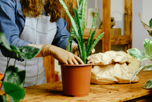 Young woman transplants snake plant or Sansevieria houseplant. Home gardening, greenery concept. 