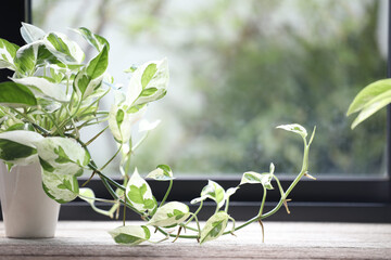 Wall Mural - Epipremnum aureum Pearls and Jade Pothos on wooden table