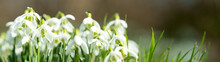 Spring Awakening In The Morning - White Fresh Snowdrops Flower ( Galanthus ) On Green Meadow In Sunny Garden . Easter Spring Background Banner Panorama..