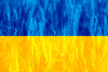 Wheat price increase in Ukraine with flag as a concept.