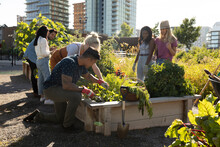 Friends Harvesting Fresh Vegetables In Sunny, Urban Community Garden