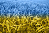 Fototapeta  - Wheat price increase in Ukraine with flag as a concept.