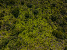 Top Down View Of Greenery Lush Forest