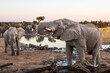 African elephant drinking water at Nehibma watering hole, Hwange National Park, Zimbabwe Africa