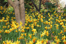 Pretty Narcissus Daffodils  ÔJetfireÕ In Flower.