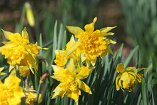 Yellow Narcissus 'Rip Van Winkle' Double Daffodil In Flower