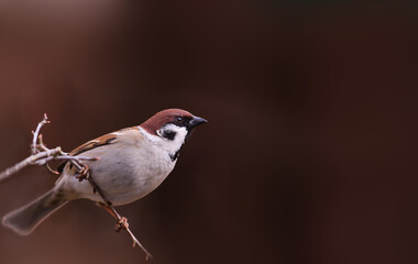 Wall Mural - 
Sparrow on a thin twig on a blurred brown background.