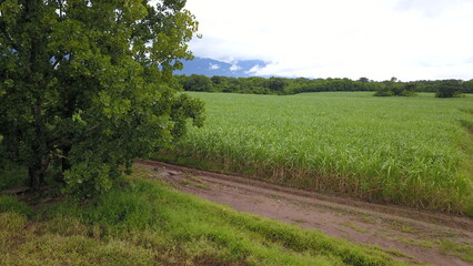 Wall Mural - sugarcane cultivation in northwestern Argentina