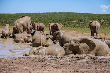 Addo Elephant Park South Africa, Family of Elephants in Addo elephant park, Elephants taking a bath in a water pool. African Elephants