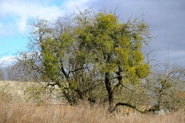 Poster - A sick withered tree attacked by mistletoe (viscum). They are woody, obligate hemiparasitic shrubs