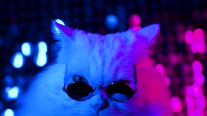 Wall Mural - Portrait of white fluffy cat in fashion round black eyewear. Studio neon light footage. Thoroughbred domestic kitty in glasses poses on blue pink gradient background.