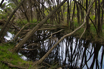 Wall Mural - Trees reflecting in the dark water of the wetlands in Bournda National Park, in the southeast of New South Wales, Australia 
