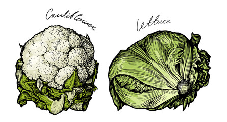 Canvas Print - Cauliflower, lettuce vegetable with fresh green leaves. Diet nutrition, vegetarian organic farm food