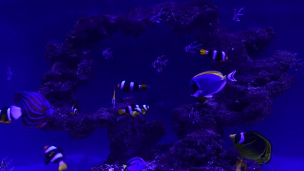 Wall Mural - Coral reef aquarium fish anemones close up sea ocean water 4k video