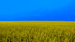 Yellow and blue wheat field spikelets with copy space. Ukrain in colors of flag