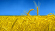 © REC Stock Footage - Yellow and blue wheat field spikelets with copy space. Ukrain in colors of flag